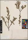 Foto von Salix caprea L. x Salix eleagnos Scop.